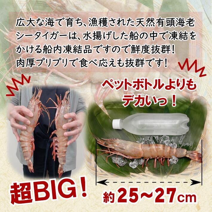 倉庫 送料無料 ｓ1超特大 天然有頭海老シータイガー 8尾入り超特大 特大 大 大きい 海老 えび エビ BBQ 屋台 文化祭 お祭り 塩焼き 煮  お正月 バーベキュー fucoa.cl