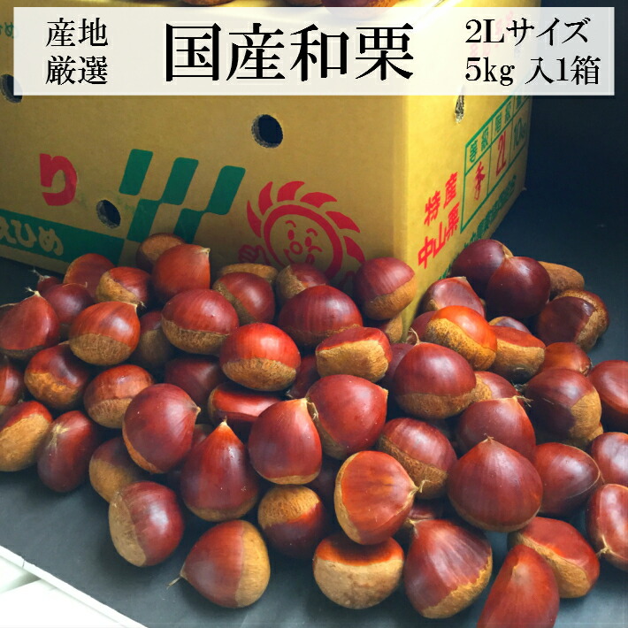 楽天市場】四万十栗 （生栗） 3Lサイズ 約1kg（約30～40個入り