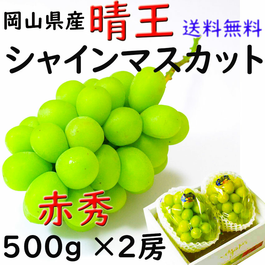 楽天市場】お中元 シャインマスカット 【青秀】 ５００ｇ×２房 送料無料 晴王 贈答 岡山県産 ぶどう ギフト プレゼント のし 熨斗対応 指定日ＯＫ  御礼 お見舞い 贈り物 JA 農協品 : 桃太郎フルーツ