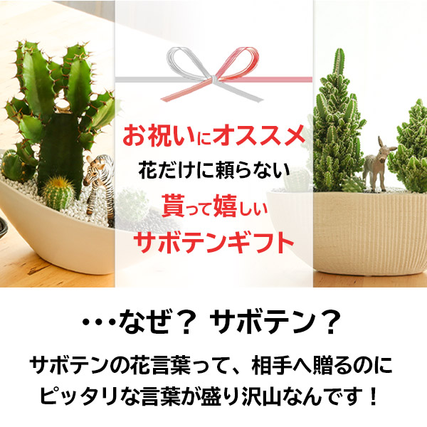 楽天市場 サボテン 多肉植物 楽天1位 オシャレなインテリア サボテン 寄せ植え 大雲閣 舟形タイプ 陶器鉢選べるシュライヒ動物フィギュアセット ギフト サボテン 多肉植物 ミニサイズ オブジェ プレゼント 開店祝い 引越し 誕生日 昇進 退職 上司 夫婦 記念日 花と