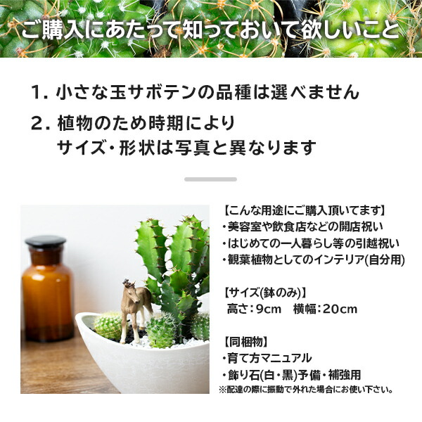 サボテン 多肉植物 楽天論1点数 オシャレな内装 サボテン 寄せ植え はなはだしい片雲閣 舟形手合 陶器汁椀選べるシュライヒ珍獣フィギュア一揃い ギフト サボテン 多肉植物 ミニサイズ オブジェ 配り物 開店御祝い 移る 生まれ出るデート 昂まる 辞任 主任者 妻夫 記す日