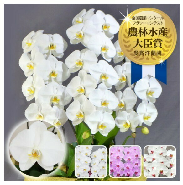 胡蝶蘭 送料無料 名札 ラッピング 御祝 開店 会社 30輪前後
