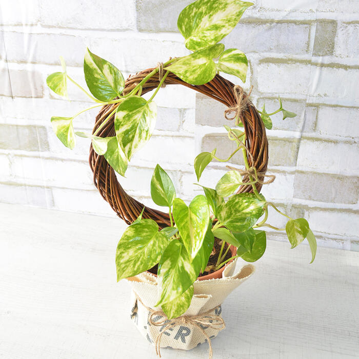 楽天市場】おしゃれ 観葉植物：ポトスタワー仕立て*6号 : 遊恵盆栽