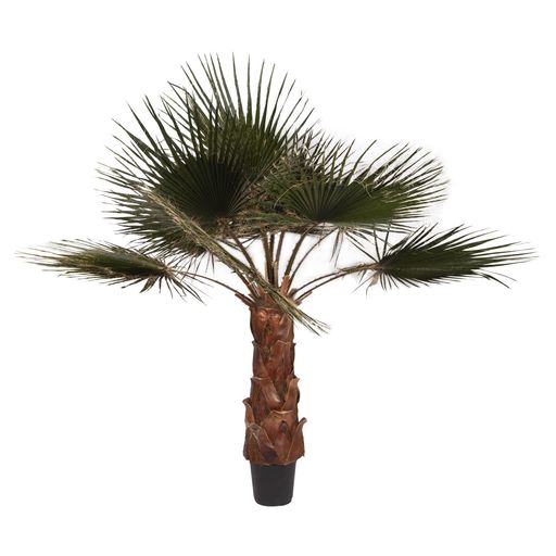 VerdissimoWashingtoniapalmtreekit1.4m(ヴェルディッシモキット(ワシントン州ヤシ科1.4m))