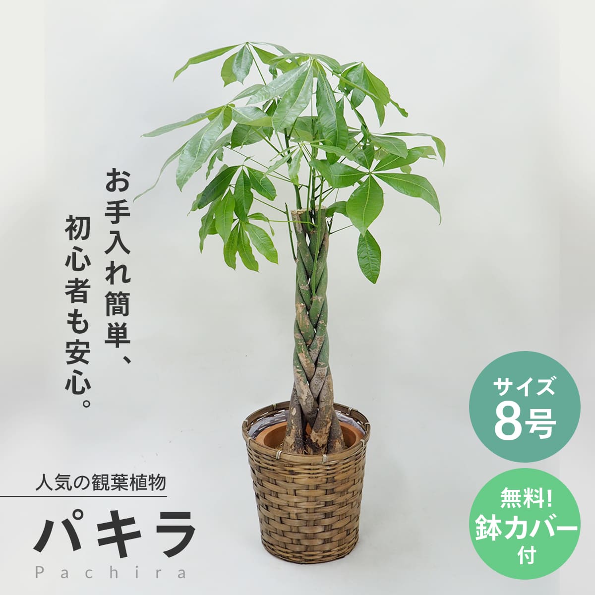 楽天市場】観葉植物 パキラ 10号 大型 受け皿付き☆自社配送エリア