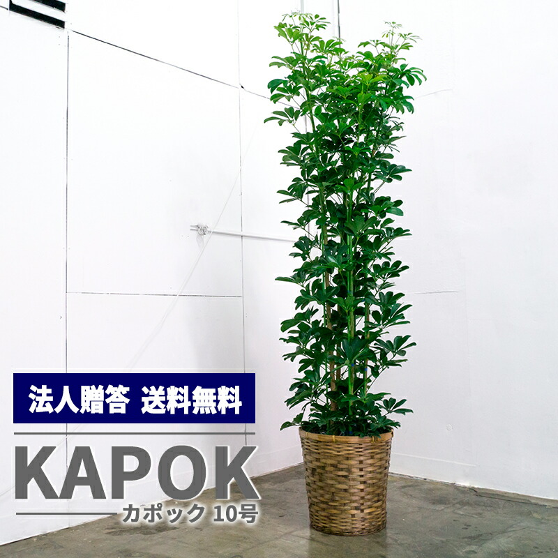 オススメ 観葉植物 カポック カポック 10号 ご移転 自社配送エリア 東京23区 名古屋市内 大阪市内 福岡市内 観葉植物 法人贈答 お店届け送料無料 お祝い 開店祝い ご移転 大型 オフィス インテリア flex flower寒さに比較的強い観葉植物です 葉が丸く オススメ 観葉植物 カポック カポック 10号 ご移転 自社配送エリア 東京23区 名古屋市内 大阪市内 福岡市内 観葉植物 法人贈答 お店届け送料無料 お祝い 開店祝い ご移転 大型 オフィス インテリア flex flower寒さに比較的強い観葉植物です 葉が丸く