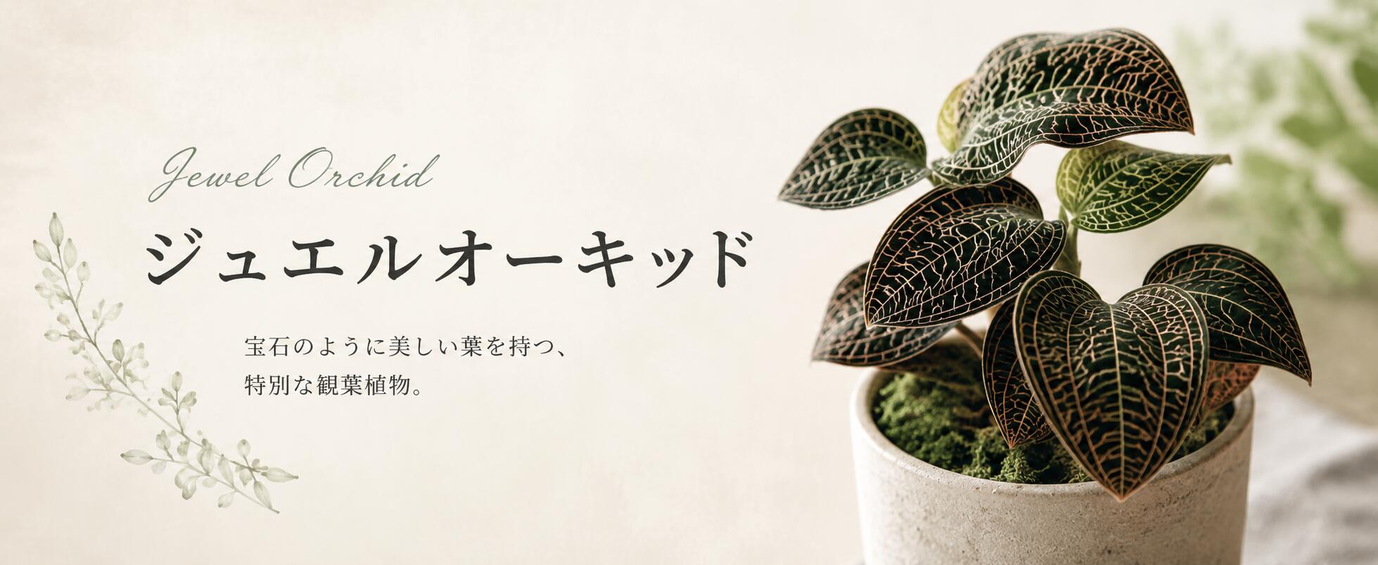 楽天市場】エアプランツ おまかせ5種類セット チランジア エア