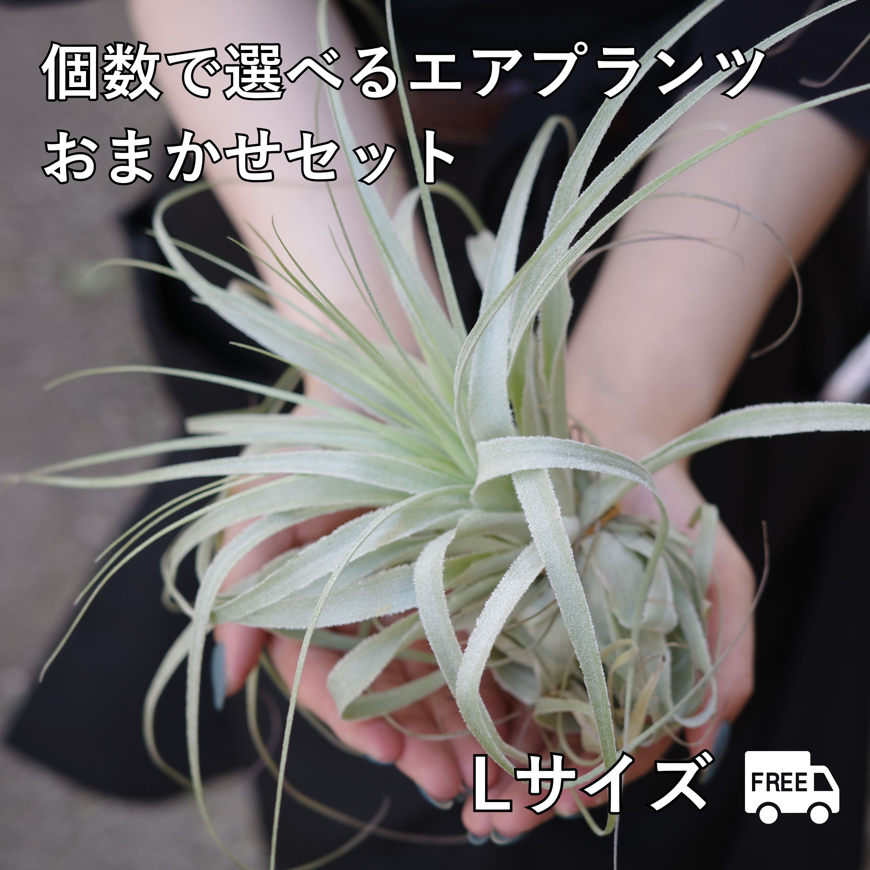 エアプランツ　セット Amazon｜エアプランツ (6種類セット) おまかせセット チランジア