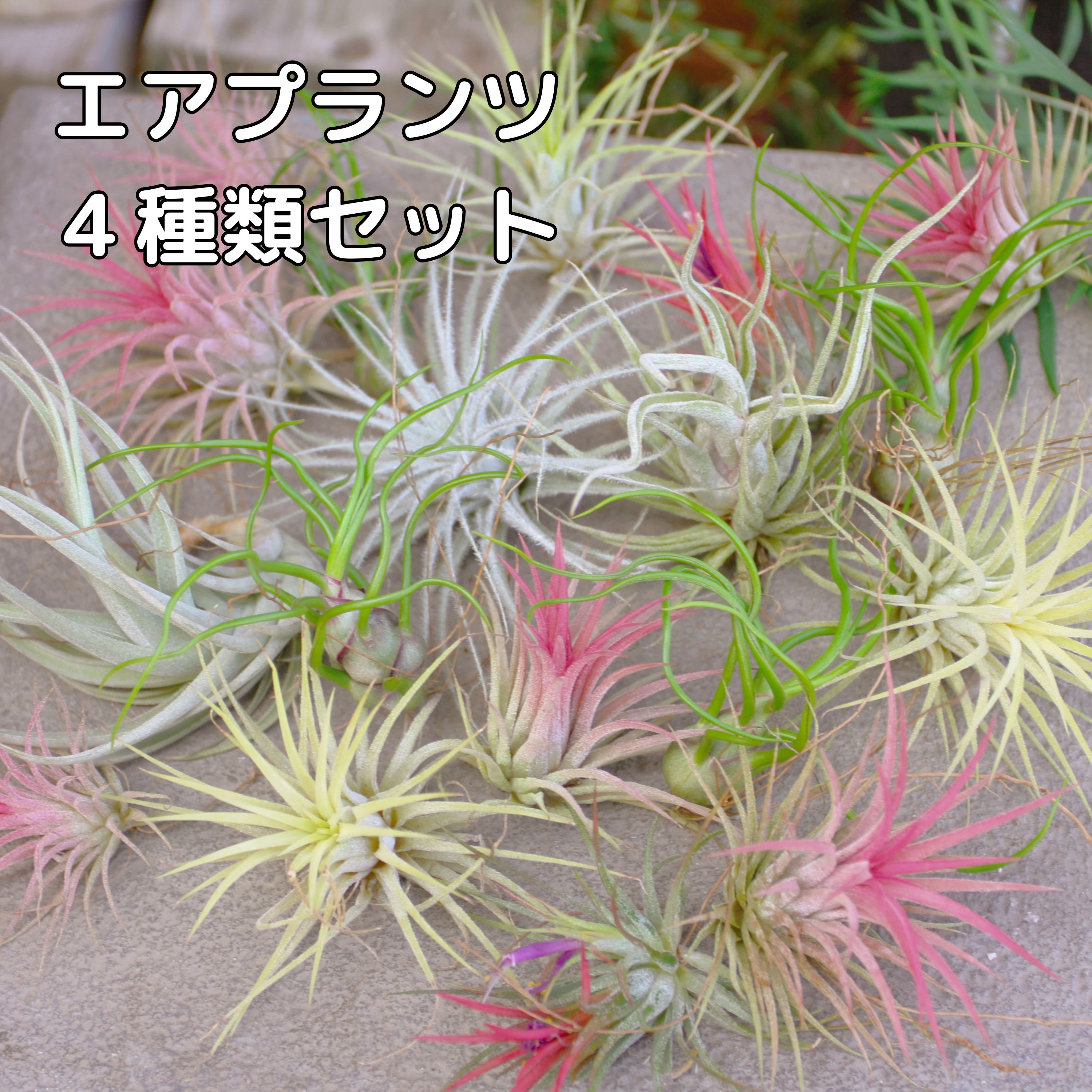 楽天市場】チランジア イオナンタ フエゴ エアプランツ エアー