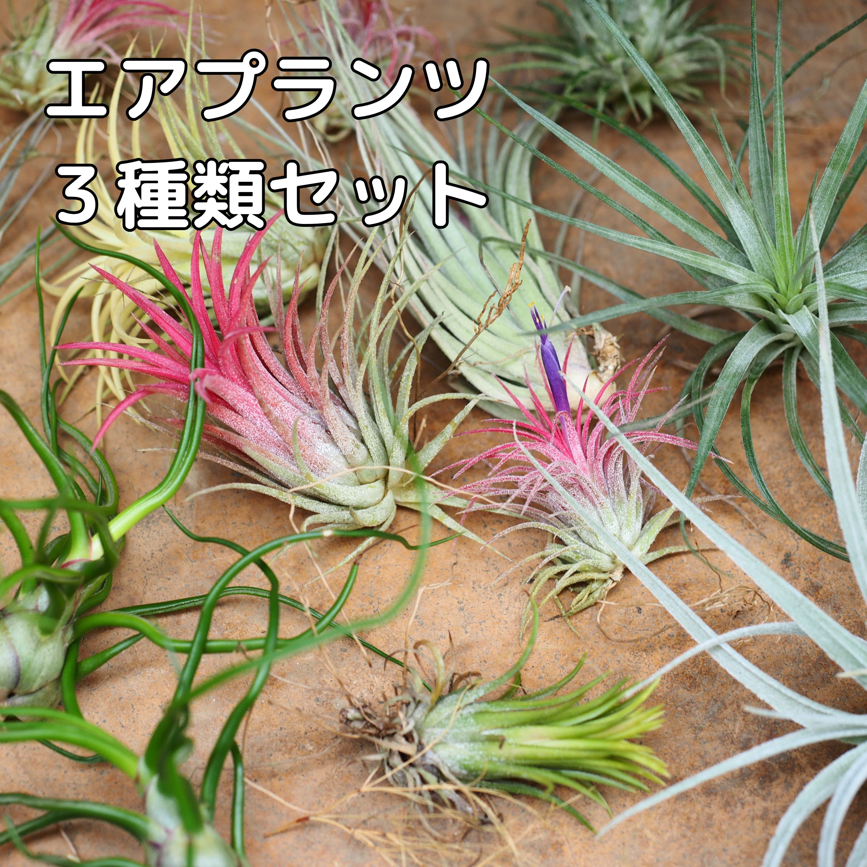 楽天市場】@円クーポン/エアプランツ 10個 セット Mサイズ 送料無料