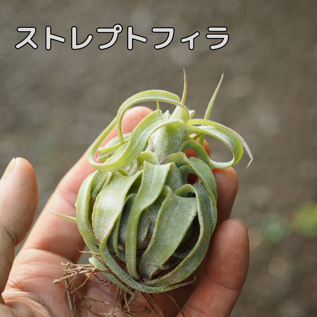 【エアープランツ 6種セット】キセログラフィカ&ストレプトフィラほか ストレプトフィラ × キセログラフィカ 04号 | air-plants TENGU-DO