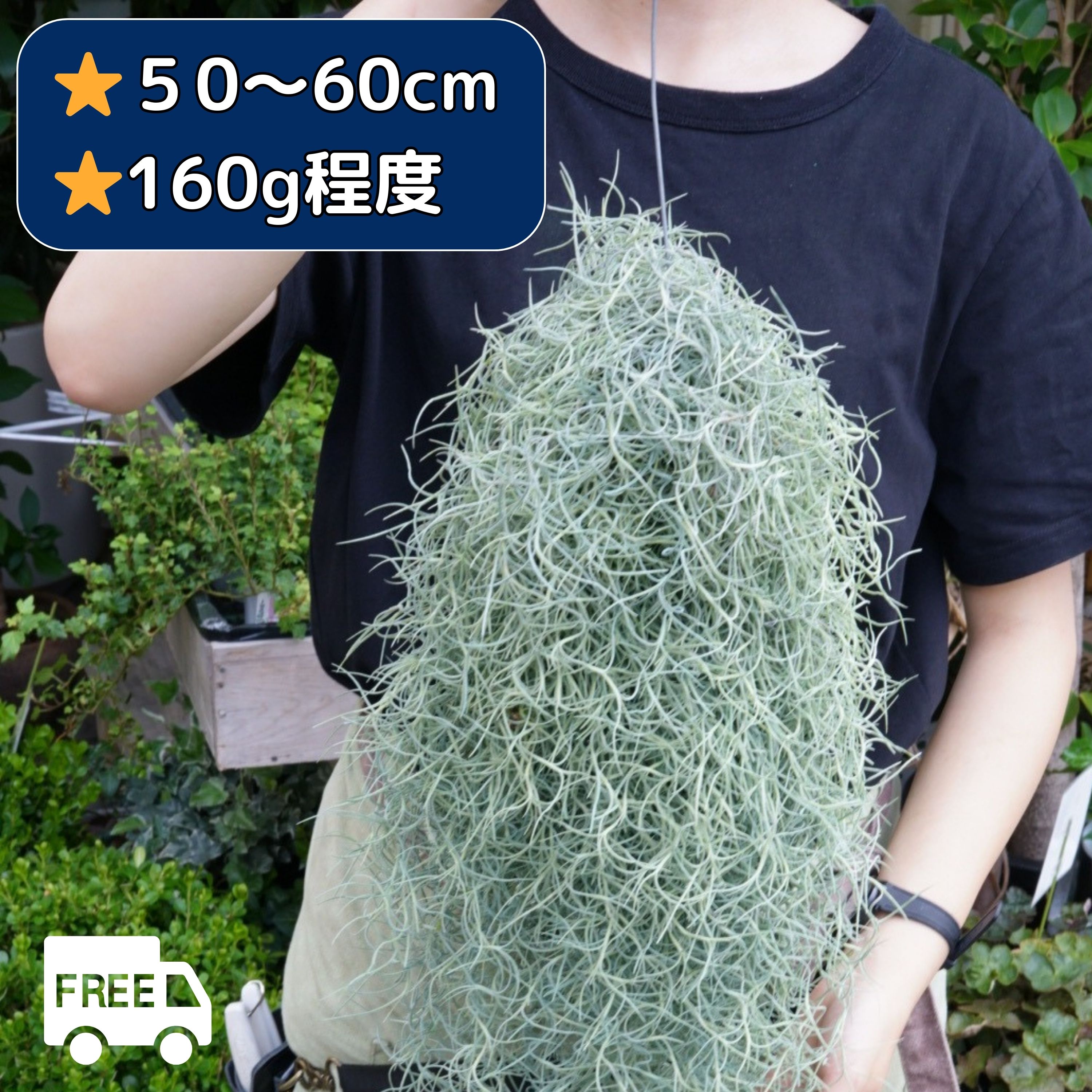 楽天市場】エアプランツ おまかせ5種類セット チランジア エア