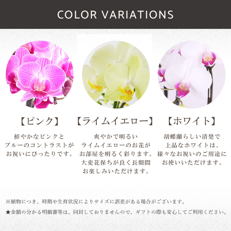 スーパーストアsaleミドル条項5倍増 御花 付届け 降誕デート フロレアル 椎名洋ラン運動場さんの 電子楽器デジタルインタフェースチョウ蘭 2基礎立 3色合から選べます 石竹色 韻黄色であること 白さ オプティミズム1立所 貨物輸送無料 生所直送 お花 胡蝶蘭 蘭