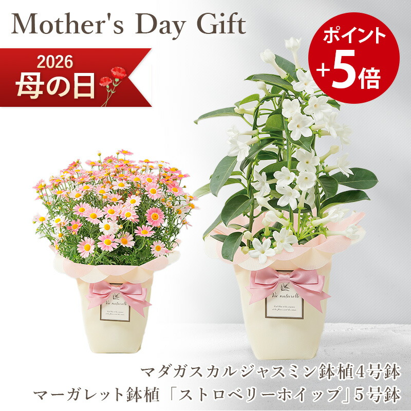 楽天市場】母の日 早割 ギフト プレゼント 贈り物 2026 送料無料 ユリ
