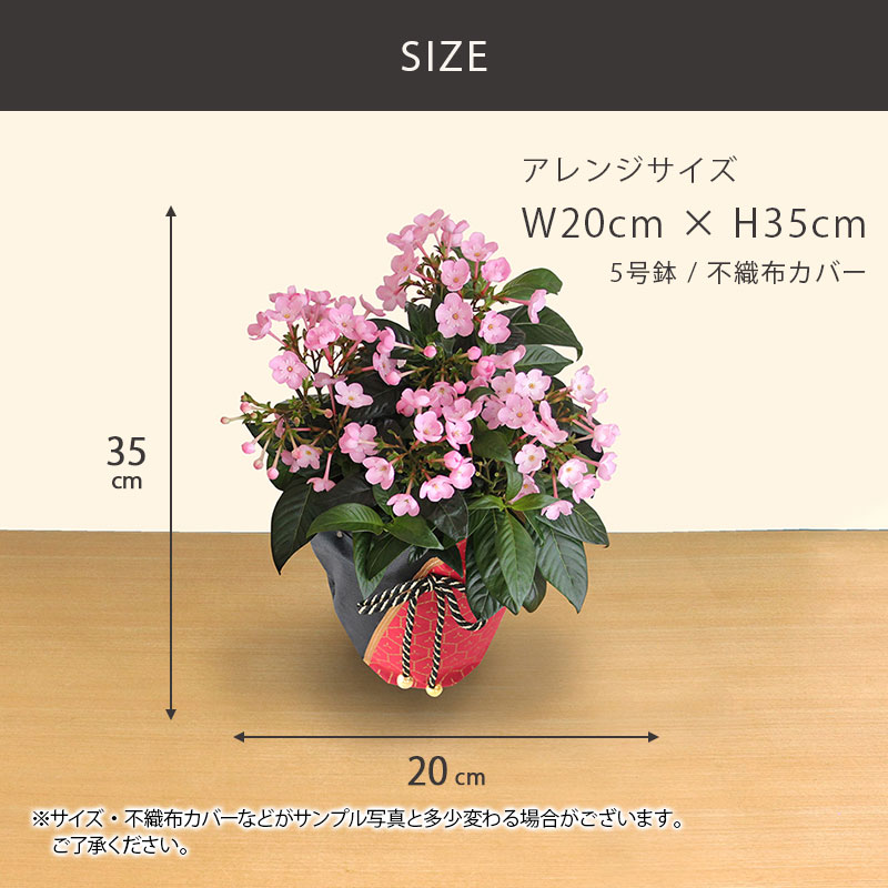ココ様♥♥♥専用193 ３号くらいの鉢 3号鉢(9cm) – KUROKO