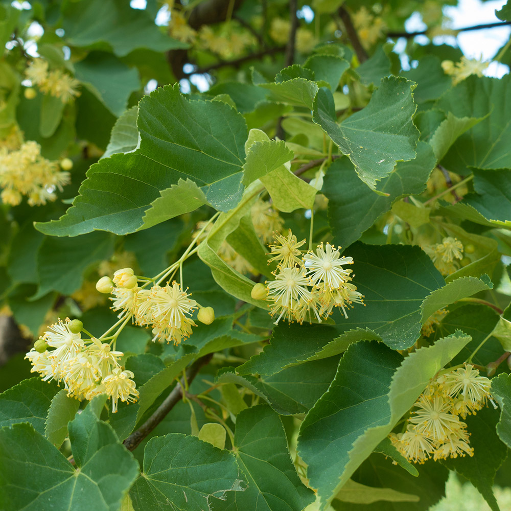 楽天市場 オーガニック リンデン 100ml フローラルウォーター 芳香蒸留水 ハイドロソル アロマ 化粧水 フロリハナ Florihana フロリハナ
