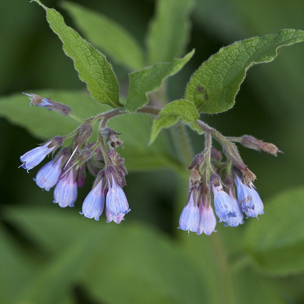 楽天市場 オーガニック コンフリー 100ml マセレーションオイル 植物油 浸出油 ベースオイル アロマ フロリハナ Florihana フロリハナ