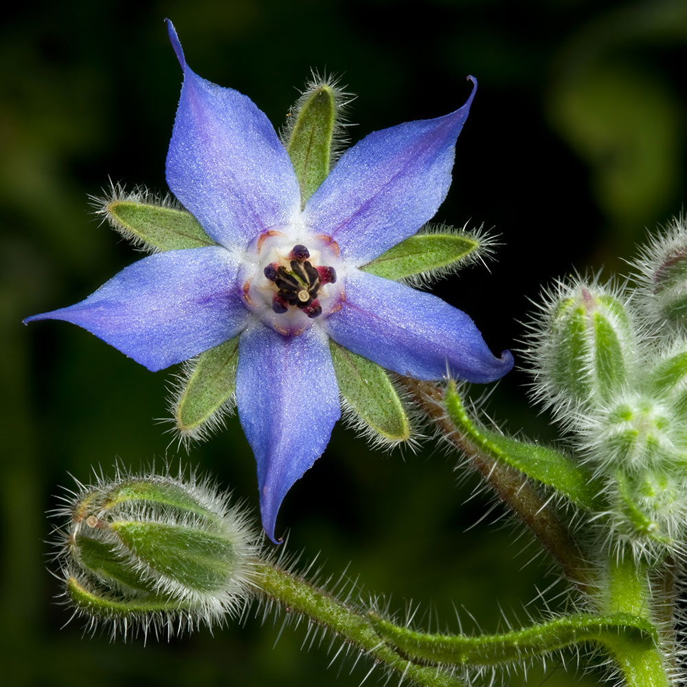 楽天市場 オーガニック ボリジ 50ml 未精製 キャリアオイル 植物油 ベースオイル スキンケア アロマ フロリハナ Florihana フロリハナ