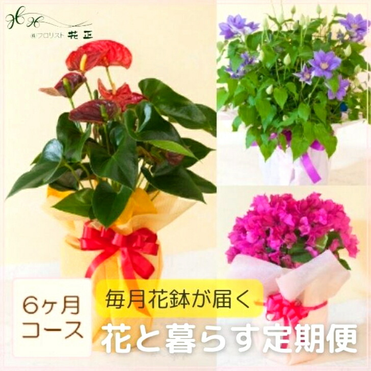 捧呈 定期便 花と暮らす定期便 6ヶ月コース 全6回 誕生日 生花 プレゼント ギフト お祝い 定期購入 フラワーギフト 旬 鉢物 花鉢 毎月届く Fucoa Cl 捧呈 定期便 花と暮らす定期便 6ヶ月コース 全6回 誕生日 生花 プレゼント ギフト お祝い 定期購入 フラワーギフト 旬 鉢物 花鉢 毎月届く Fucoa Cl