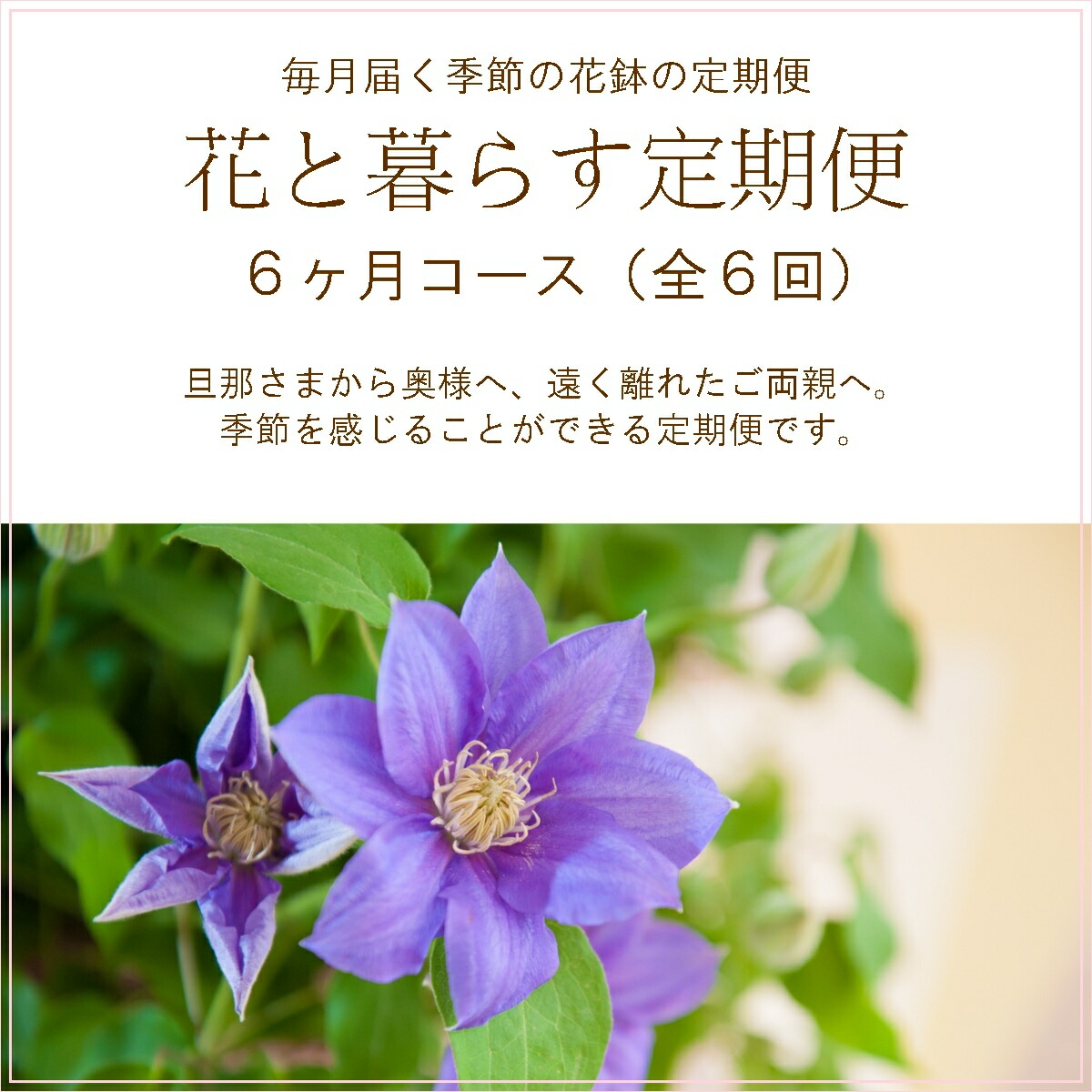 捧呈 定期便 花と暮らす定期便 6ヶ月コース 全6回 誕生日 生花 プレゼント ギフト お祝い 定期購入 フラワーギフト 旬 鉢物 花鉢 毎月届く Fucoa Cl 捧呈 定期便 花と暮らす定期便 6ヶ月コース 全6回 誕生日 生花 プレゼント ギフト お祝い 定期購入 フラワーギフト 旬 鉢物 花鉢 毎月届く Fucoa Cl
