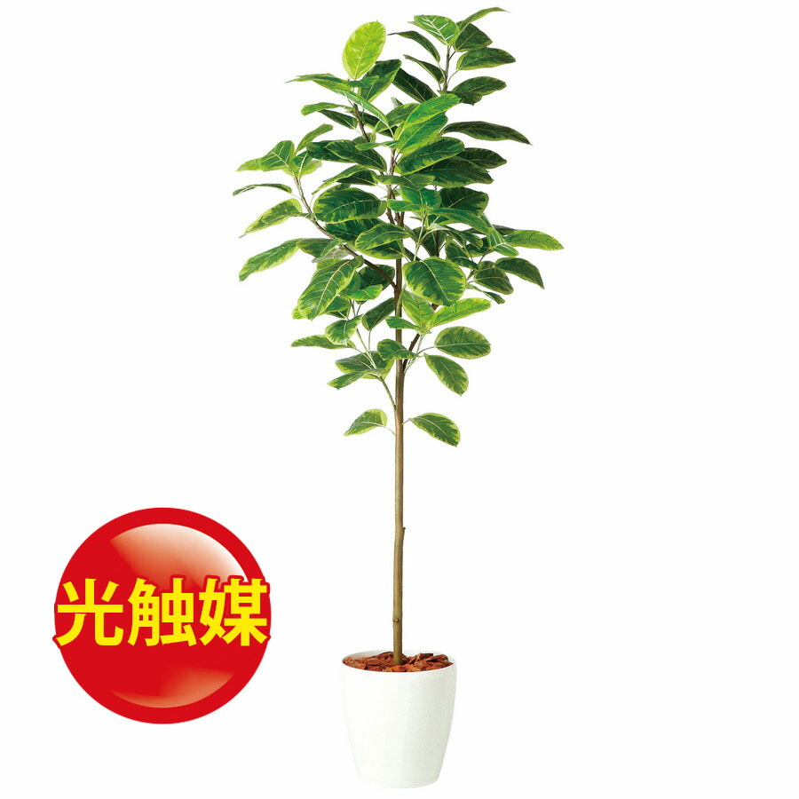 新築祝 開店祝 人工 アルテシマ イミテーション観葉植物 花 観葉植物 インテリア 18ds ランドセル フェイクグリーン 光触媒 造花 敬老の日 インテリア 開店祝 フロロフロロラッピング おしゃれ 引越祝い 人工観葉植物 造花 Fst0 器 Rp 300 926 人工観葉植物