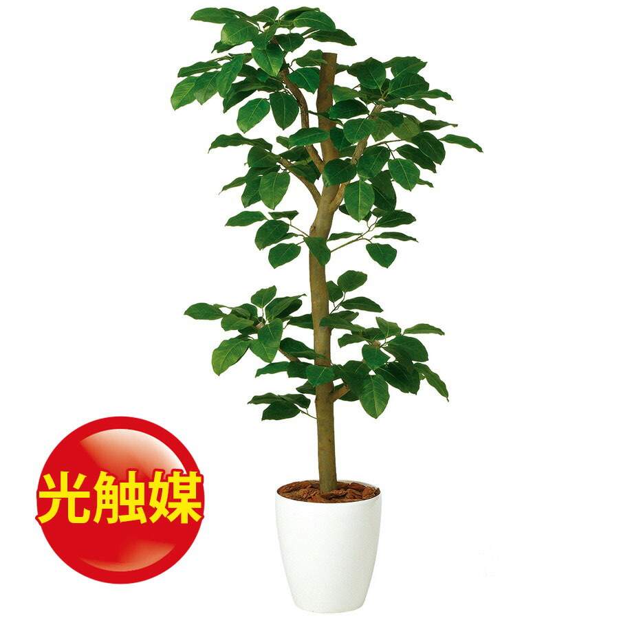 人工観葉植物 光触媒 ベンガルボダイジュ N Style150 器 Rp 265 フェイクグリーン イミテーション インテリア 開店祝 新築祝 造花 観葉植物 大型 観葉植物 おしゃれ 観葉植物 インテリア 18ds Islandfavours Com