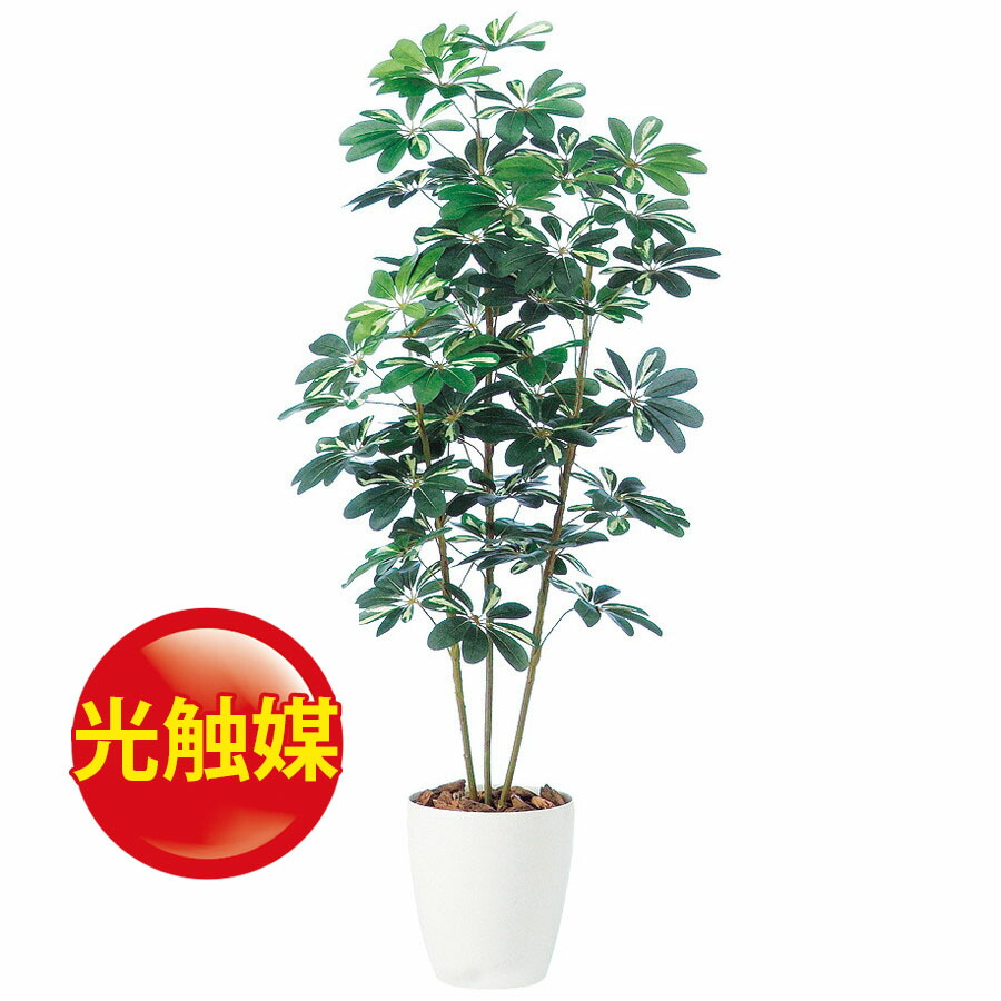 正規品 楽天市場 人工観葉植物 光触媒 シェフレラ 150 器 Rp 265 9 フェイクグリーン イミテーション インテリア オフィス 店舗 造花 おしゃれ 観葉植物 大型 観葉植物 おしゃれ 観葉植物 インテリア 18ds ランドセル フロロ 代引不可 Www