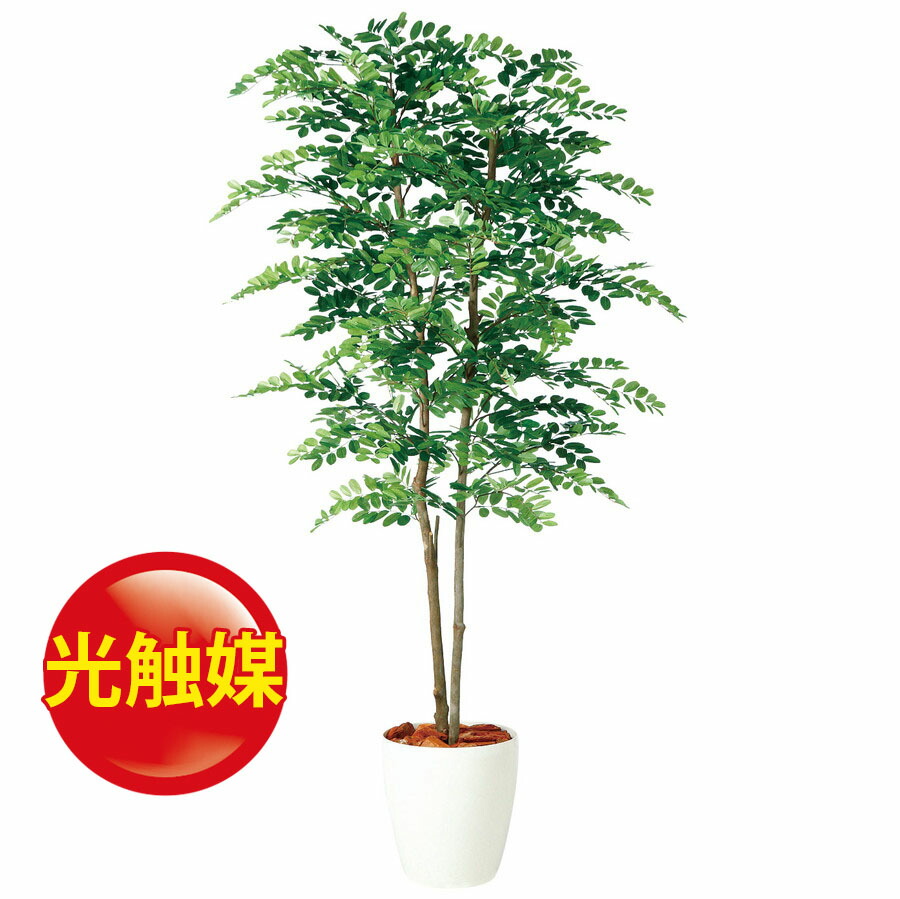 スーパーsale10 Off 人工観葉植物 光触媒 アカシア デュアル 180 器 Rp 300 977 フェイクグリーン イミテーション インテリア オフィス 店舗 造花 おしゃれ 観葉植物 大型 観葉植物 おしゃれ 観葉植物 インテリア 18ds Cdm Co Mz