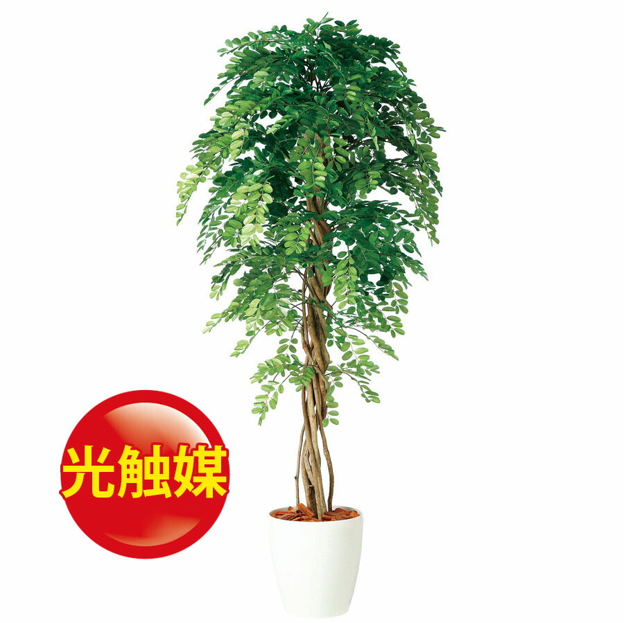 超大特価 楽天市場 人工観葉植物 光触媒 アカシア リアナ 180 器 Rp 300 9 フェイクグリーン イミテーション インテリア オフィス 店舗 造花 おしゃれ 観葉植物 大型 観葉植物 おしゃれ 観葉植物 インテリア 18ds ランドセル フロロ メーカー包装済