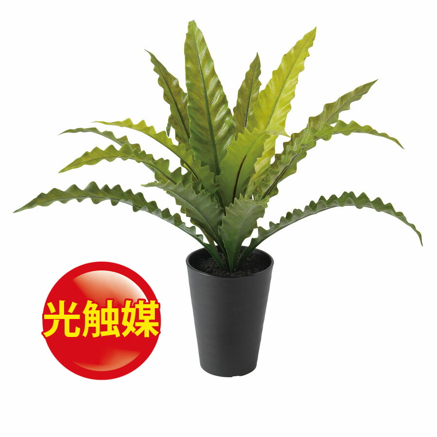 エンポリアムsale10 Off 人工観葉植物 可視光線触媒 アスプレニウム 物入れ Sa 4 Bk フェイクグリーン 作り物 家具 執務室 小売店 造花 軽い 観葉植物 ミニ 観葉植物 いなせ 観葉植物 インテリア 18ds Upntabasco Edu Mx