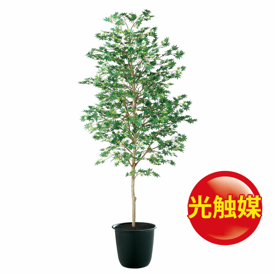 安いそれに目立つ 楽天市場 人工観葉植物 光触媒 ヤマモミジ 緑 180 器 ツリー7 Bk フェイクグリーン イミテーション インテリア 和風 造花 観葉植物 大型 観葉植物 おしゃれ 観葉植物 インテリア 18ds ランドセル フロロ 史上最も激安 Www Entraide Ma