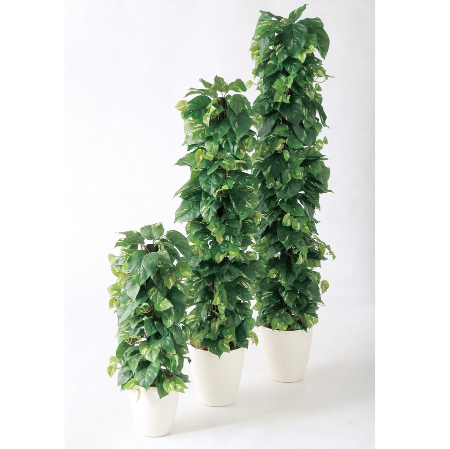 安心の定価販売 楽天市場 人工観葉植物 ポトス ヘゴ Dx 180 器 Rp 265 フェイクグリーン イミテーション インテリア 開店祝 新築祝 オフィス 店舗 造花 観葉植物 大型 観葉植物 おしゃれ 観葉植物 インテリア 18ds ランドセル フロロ 上質で快適