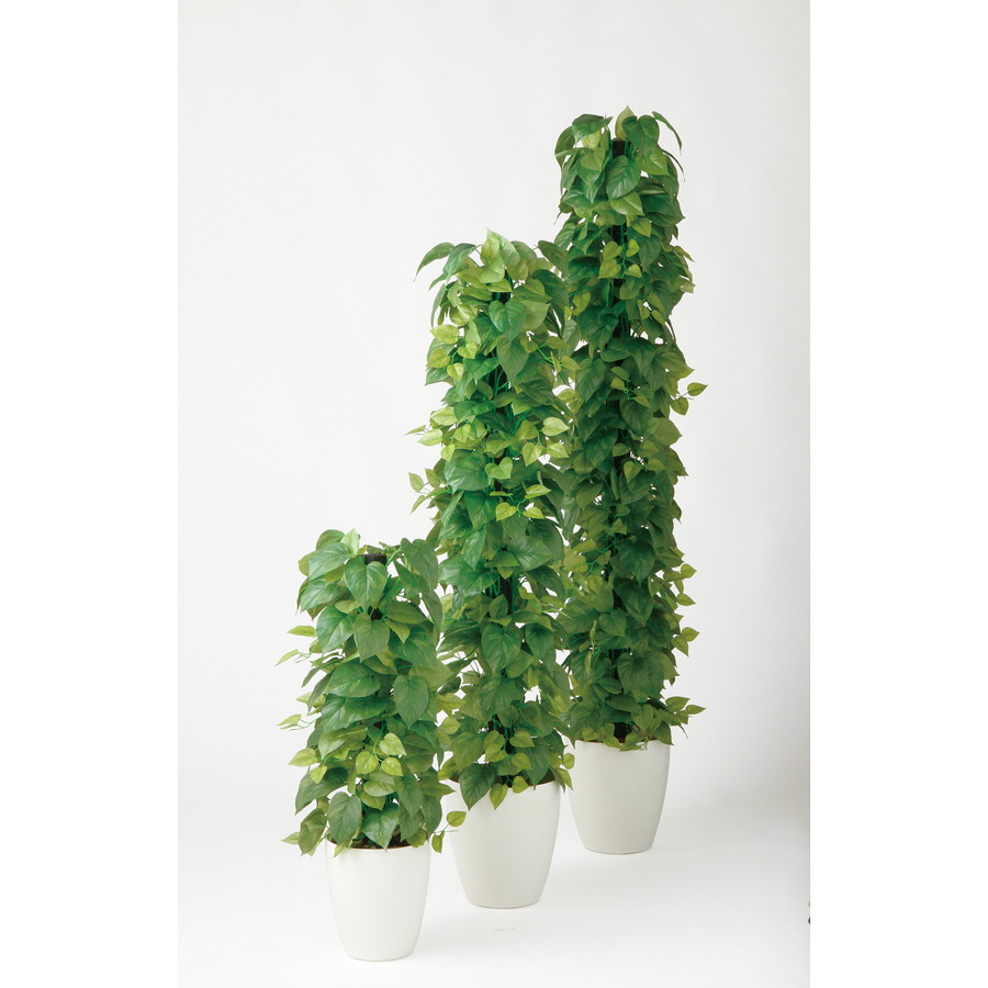 代引不可 楽天市場 人工観葉植物 ライムポトス ヘゴ Green 150 器 Rp 265 フェイクグリーン イミテーション インテリア 開店祝 新築祝 オフィス 店舗 造花 観葉植物 大型 観葉植物 おしゃれ 観葉植物 インテリア 18ds ランドセル フロロ 楽天