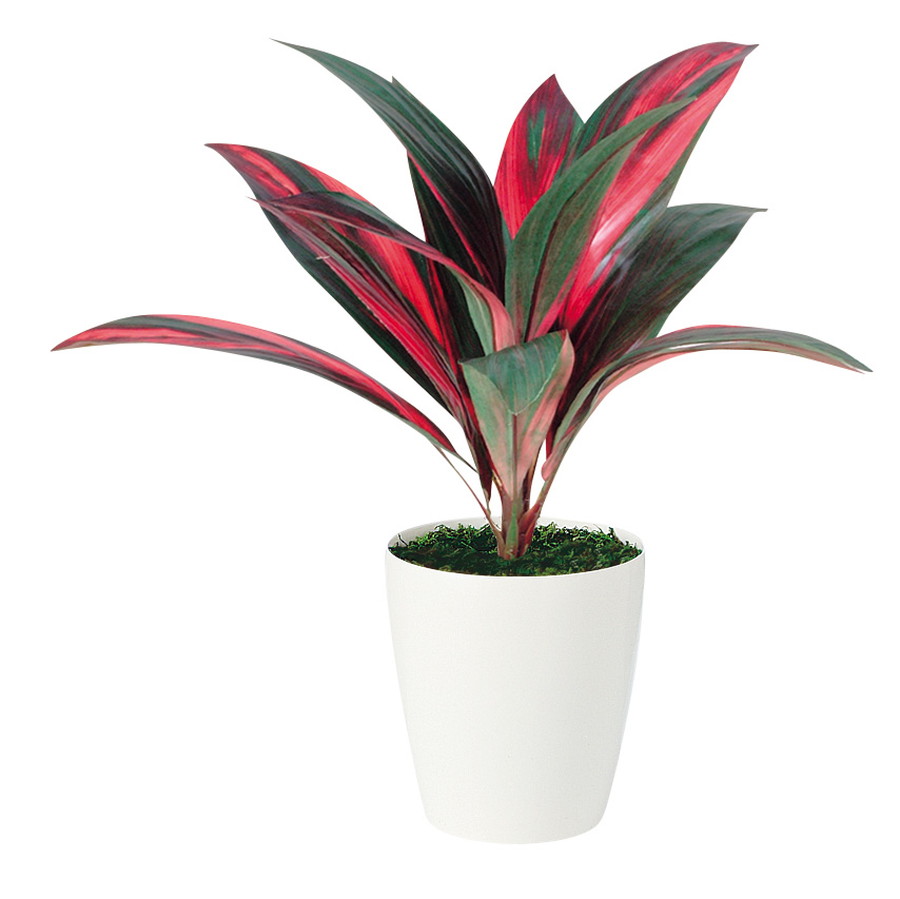 デパートメントストアsale10 Off 人工観葉草木 レインボーテルミナリス 入れ物 Rp 185 フェイクグリーン イミテーション インテリアデコレーション 事務所 蔵 造花 簡略 観葉植物 ミニ 観葉植物 瀟洒 観葉植物 インテリア 18ds Upntabasco Edu Mx