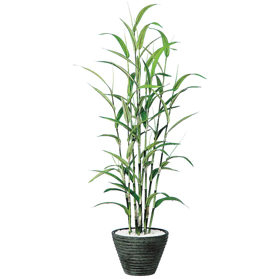 激安単価で 楽天市場 人工観葉植物 若竹 器 Pラウンドl Bk フェイクグリーン イミテーション インテリア 和風 造花 天然 竹 お手入れ不要 観葉植物 大型 観葉植物 おしゃれ 観葉植物 インテリア 18ds ランドセル フロロ 正規激安 Lexusoman Com