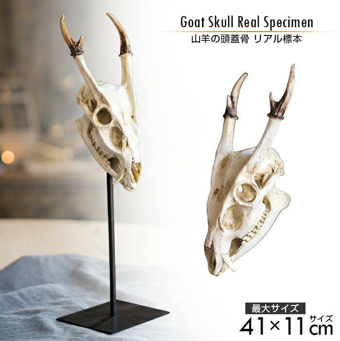 楽天市場】完全復刻◇ コヨーテ ◇イギリス産◇ 頭骨 ♯ 剥製 標本