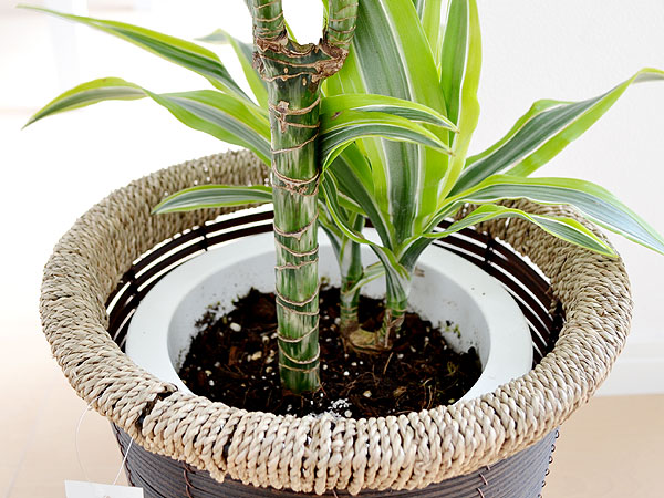 送料無料 観葉植物 ドラセナ デレメンシス レモンライム ワーネッキー 7号サイズ インテリア 人気 お祝い ギフト プレゼント 開店祝い 新築祝い 誕生日祝い 結婚祝い 中型 Crunchusers Com