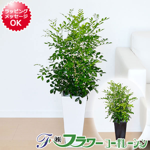 秋冬新作 のシルクジャスミン ゲッキツ 花 観葉植物 良い香りの花が咲く観葉植物 花 ガーデン Diy 観葉植物 送料無料 ロングスクエア陶器鉢植え シルクジャスミン ゲッキツ 7号 フラワーコーポレーション インテリア 人気 お祝い ギフト プレゼント 開店