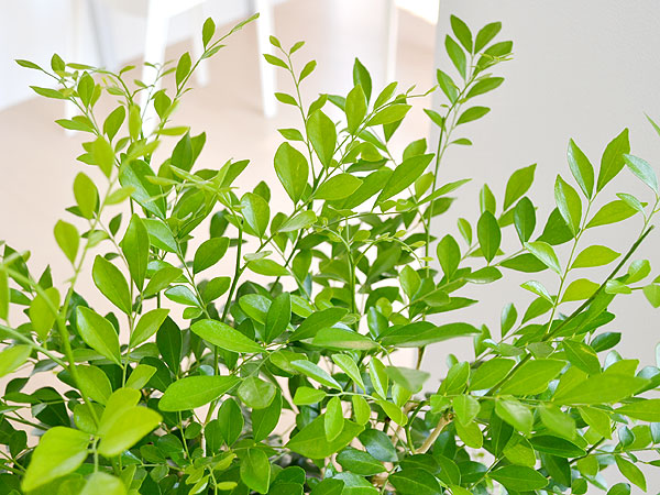 貨物輸送無料 観葉植物 地絹ジャスミン ゲッキツ ロング因循磁器鉢植え 7サイズ 室内装飾 一般受け お祝い事 引出で物 贈与 開店祝い 工作祝い 出生開催日祝い 成婚祝い いなせ 格好よい 香 ピーク 中型 Acilemat Com