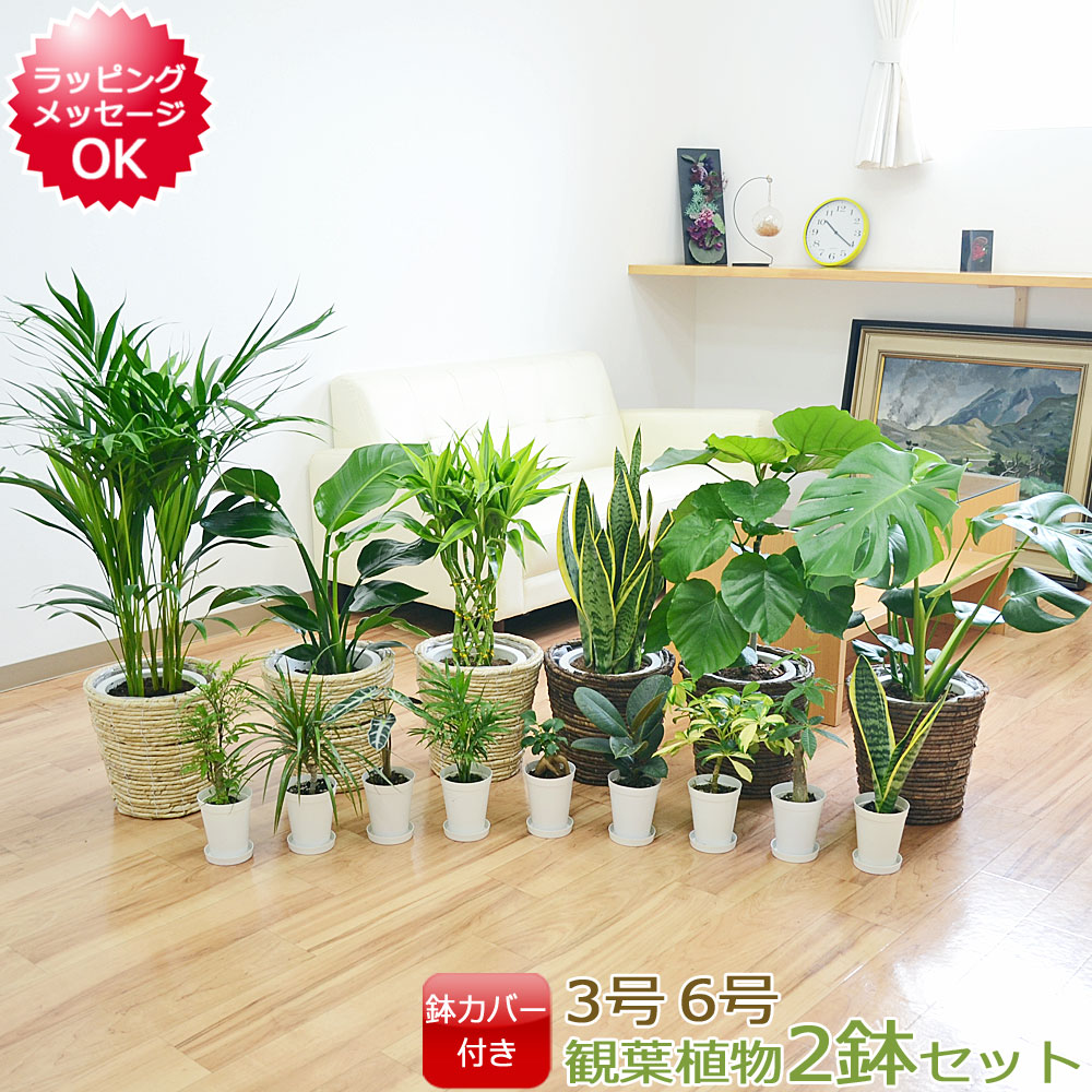 再入荷商いもの