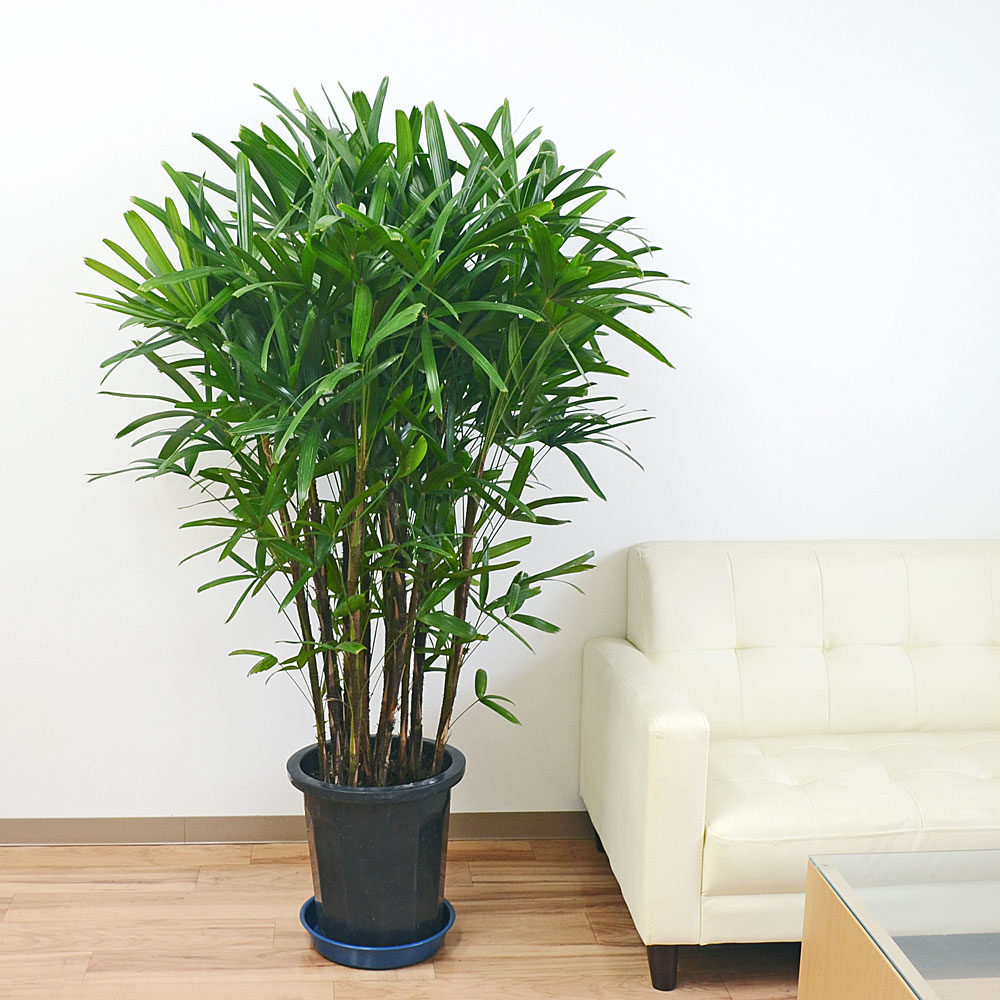 インテリア 人気 お祝い ギフト プレゼント 開店祝い 新築祝い 誕生日祝い 結婚祝い 大型 花 観葉植物 アジアや和の雰囲気にぴったりの観葉植物 観葉植物 大鉢 10号 観葉植物 観音竹 カンノンチク フラワーコーポレーション