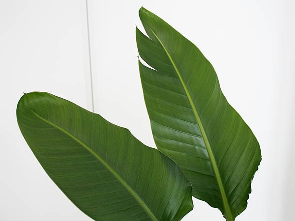 観葉植物 ストレリチア オーガスタ スクエア陶器鉢植え 8号サイズ 観葉植物 ストレリチア オーガスタ スクエア陶器鉢植え 8号サイズ