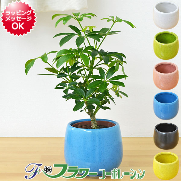 楽天市場 送料無料 ミニ観葉植物 ホンコンカポック シェフレラ 陶器鉢付き ハイドロカルチャー フラワーコーポレーション