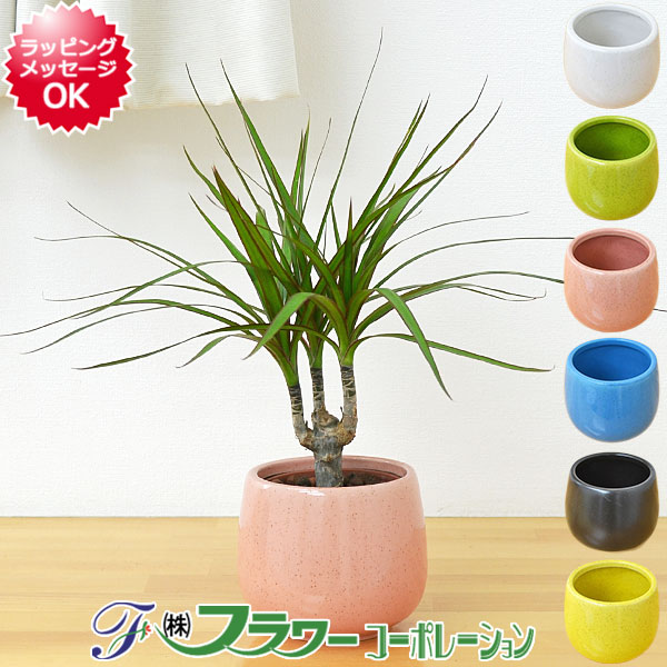 楽天市場 送料無料 ミニ観葉植物 ドラセナ コンシンネ陶器鉢付き ハイドロカルチャー フラワーコーポレーション