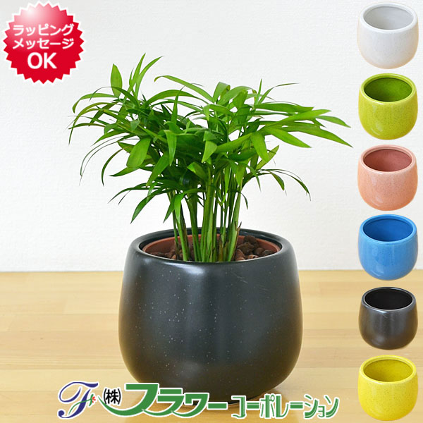 送料無料 ミニ観葉植物 テーブルヤシ陶器鉢付き ハイドロカルチャー Educaps Com Br