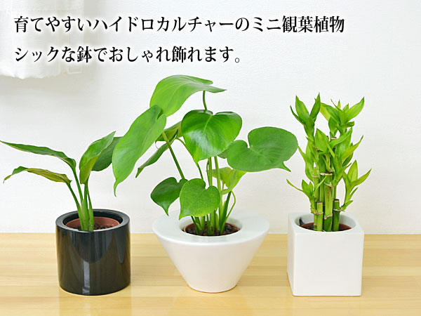 送料無料 観葉植物ミニ ハイドロカルチャースタイリッシュ陶器鉢付き 4鉢セット インテリア 人気 観葉植物 お祝い ギフト プレゼント 花 観葉植物 おしゃれ スタイリッシュ ミニ 水耕栽培 お試し シンプルモダン シック 和モダン ナチュラル アジアン 北欧 ブルックリン