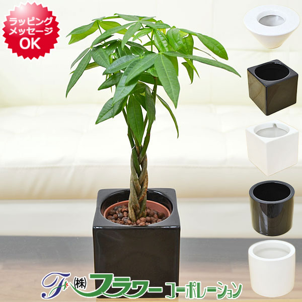 楽天市場】観葉植物用活力剤(活力液) ハイポネックス キュート 150ml ハイドロカルチャー 水栽培用 : フラワーコーポレーション