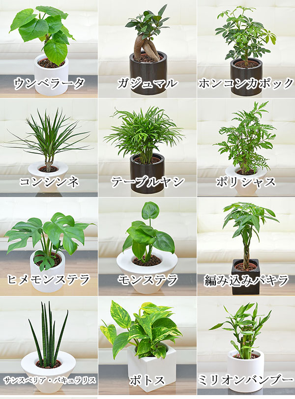 送料無料 観葉植物ミニ ハイドロカルチャースタイリッシュ陶器鉢付き 4鉢セット インテリア 人気 観葉植物 お祝い ギフト プレゼント 花 観葉植物 おしゃれ スタイリッシュ ミニ 水耕栽培 お試し シンプルモダン シック 和モダン ナチュラル アジアン 北欧 ブルックリン