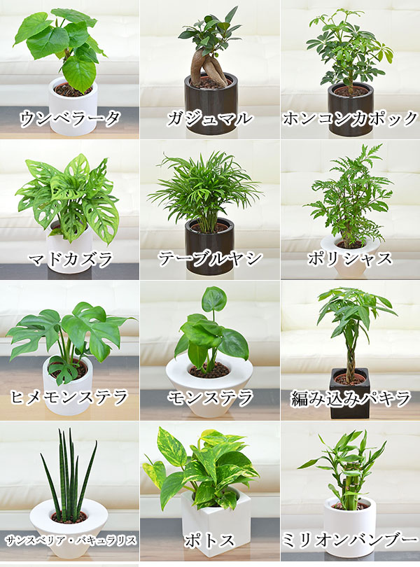 送料無料 観葉植物ミニ ハイドロカルチャースタイリッシュ陶器鉢付き 4鉢セット インテリア 人気 観葉植物 お祝い ギフト プレゼント 花 観葉植物 おしゃれ スタイリッシュ ミニ 水耕栽培 お試し シンプルモダン シック 和モダン ナチュラル アジアン 北欧 ブルックリン 送料無料 観葉植物ミニ ハイドロカルチャースタイリッシュ陶器鉢付き 4鉢セット インテリア 人気 観葉植物 お祝い ギフト プレゼント 花 観葉植物 おしゃれ スタイリッシュ ミニ 水耕栽培 お試し シンプルモダン シック 和モダン ナチュラル アジアン 北欧 ブルックリン