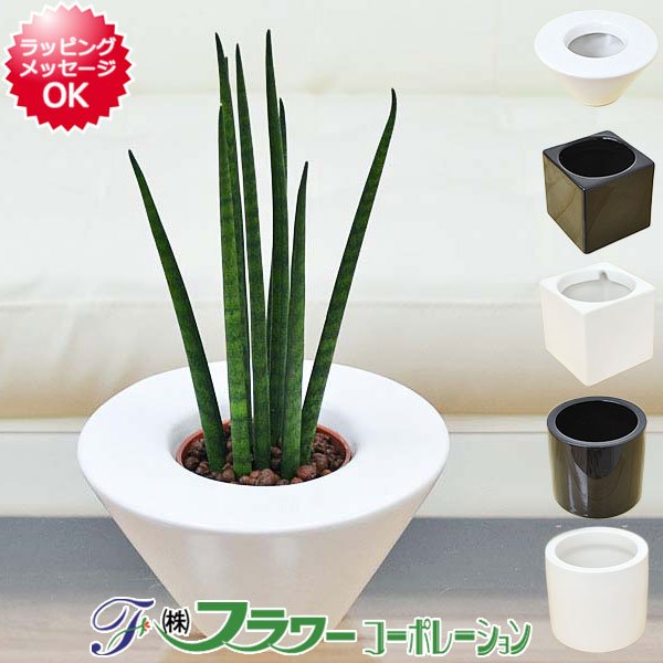 送料無料 ミニ観葉植物 サンスベリア バキュラリス ハイドロカルチャースタイリッシュ陶器鉢付き Mgpadel Com